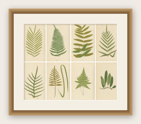 Antique Botanical Fern Prints, Polypodium Studies Decorative Set Lowe 1856, shown framed