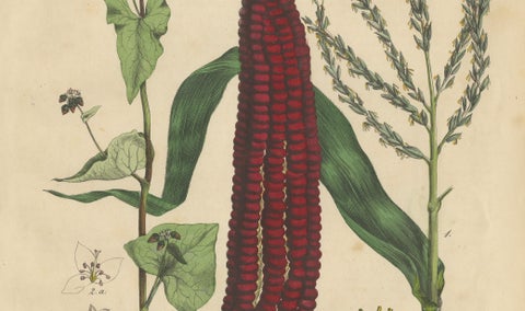 Antique Maize Botanical Print, Corn Plant Study, Germany 1852, close-up 2
