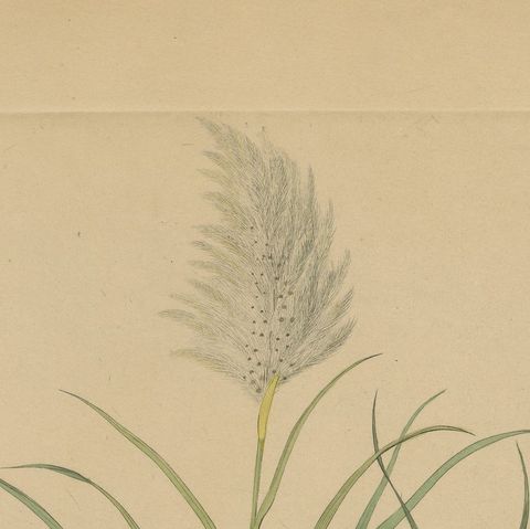 Antique Sugarcane Botanical Print, Saccharum officinarum, Hayne, ca.1820, close-up 6