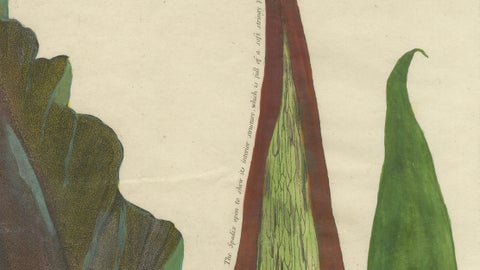 Dragon Arum, Poisonous Plant Botanical Engraving, Thornton, 1802, close-up 2