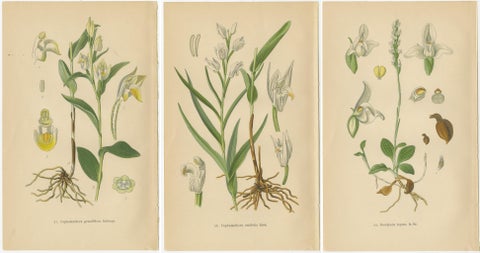 Orchid Elegance: Masterpieces of Botanical Illustration from 1904, view 5