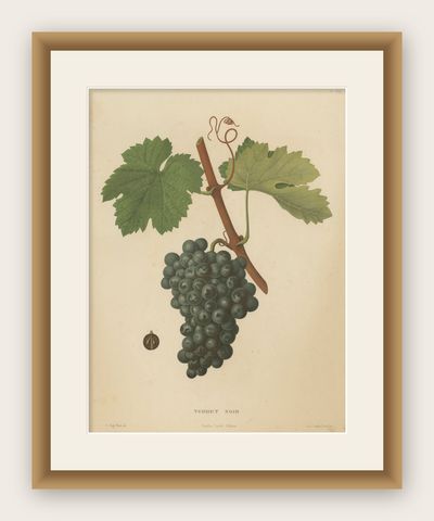 Rare Original Antique Lithograph of the Terret Noir Grape Variety, 1890, shown framed
