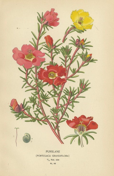 Ephemeral Blossoms: A Chronicle of 1896 Botanical Elegance, close-up 2