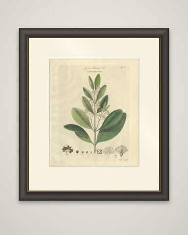 Antique Allspice Botanical Print, Myrtus Pimenta, Hand Colored, c.1831, shown framed