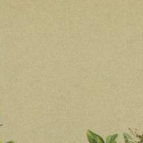 Antique Botany Print of the Salix Retusa Plant by Palla, 1897, close-up 1