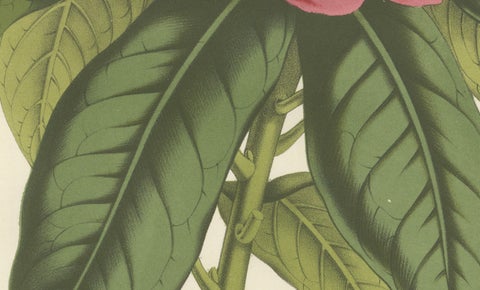 Stamford Rhododendron: Hand-Colored Lithograph by Louis van Houtte, 1855, close-up 2