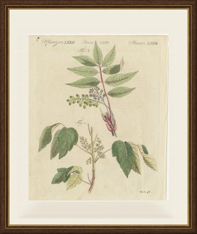 Poison Ivy and Poison Sumac, Antique Bertuch Print, circa 1805, shown framed
