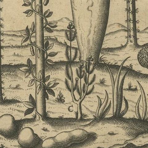 Botanical Illustration of Saint Lawrence's (Madagascar) Seeds and Plants, 1601, close-up 6