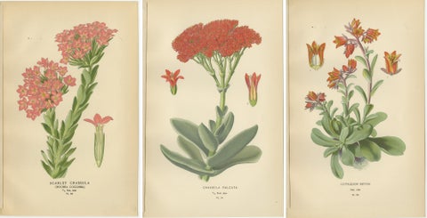 Old Botanical Succulent Prints: Scarlet Crassula, Crassula Falcata & Cotyledon, view 2