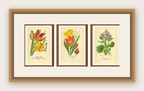 Antique Botanical Prints of Tulips & Water Hyacinth, Set of Three, c.1897, shown framed