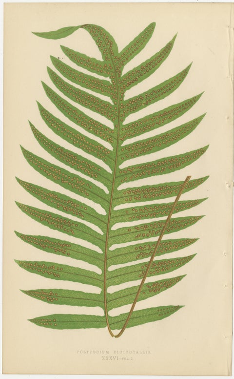 Set of 10 Original Antique Fern Lithographs by Edward J. Lowe, 1856, view 9