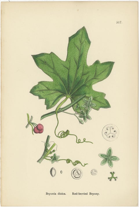 Botanical Engravings of Water-Milfoil, Mare’s-tail, and Red-Berried Bryony, 1902, view 4