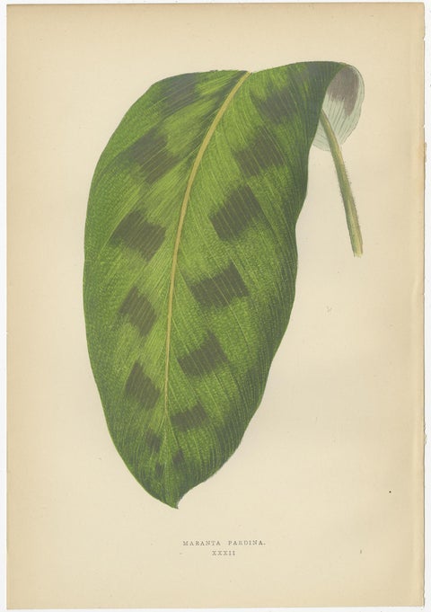 Set of 6 Botany Prints, Gesnera Cinnabarina, Dracaena Perrea (1891), view 5