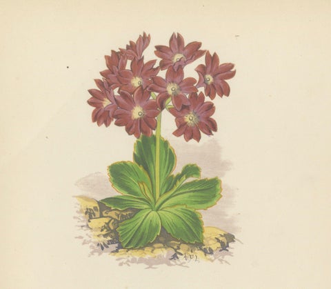 Primula Pedemontana and Alpine Toadflax, Hand-Coloured Print, 1874, close-up 4