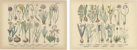 Antique German Botanical Atlas Plates, Tafel 15 to 16, Bulb Flowers, 1885, view 4