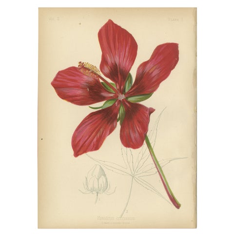 Scarlet Rosemallow from The Native Flowers and Ferns of the United States, 1879