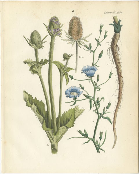 Hand-Colored Botanical Lithograph of Teasel and Chicory, Calwer, 1854, view 2