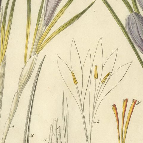 Antique Saffron Botanical Engraving, Crocus Sativus, Hand Colored, c.1831, close-up 6