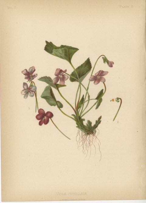 Native US Flora, Six Original Botanical Chromolithograps, 1879, view 6