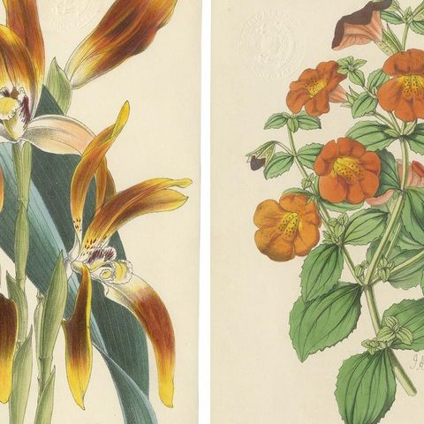 Set of 5 Antique Botany Prints, Orange, by Brooks 'c.1870', close-up 1