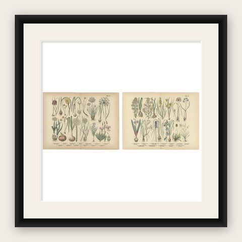 Antique German Botanical Atlas Plates, Tafel 15 to 16, Bulb Flowers, 1885, shown framed