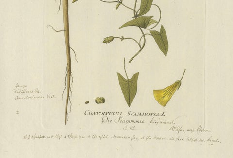 Vintage Scammony Vine Engraving, Icones Plantarum Medicinalium, 1788, close-up 1
