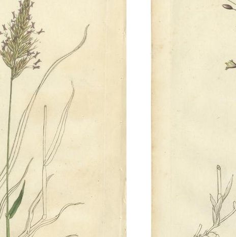 Antique Grasses & Sedges, Hand-Colored Botanical Engravings, c.1830 (Set of 8), close-up 1