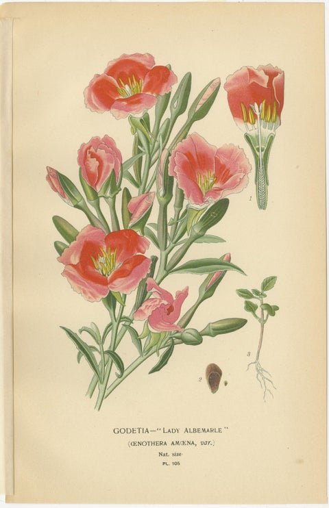 Antique Flower Prints: Clarkia Pulchella, Evening Primroses & Godetia, 1897, view 4