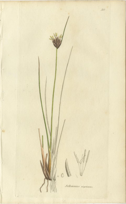 Set of 8 Antique Botanical Engravings of Sedges, Rushes and Wetland Plants, 1830, view 3