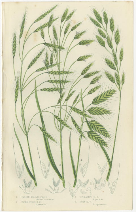 Sweet Cyperus and Brown Cyperus Botanical Prints, Hand-Colored, 1873, view 2