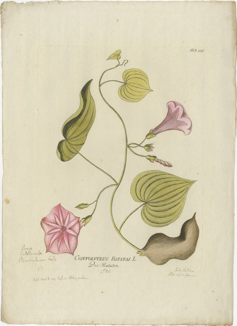 Convolvulus Batatas Botanical Engraving, Icones Plantarum Medicinalium, 1788, view 2