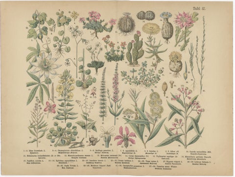 German Botanical Plates, Exotic Plants & Fruit Trees, Stuttgart c.1890, view 4