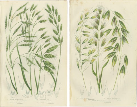 Sweet Cyperus and Brown Cyperus Botanical Prints, Hand-Colored, 1873, view 4