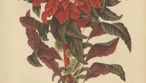 Original Antique Botanical Chromolithograph of Joseph's Coat, ca.1880, close-up 3