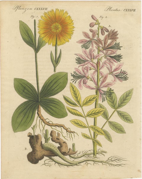 Antique Botanical Engraving, Yellow Flower & Pink Bladder Senna, Pflanzen CXXXV, view 11
