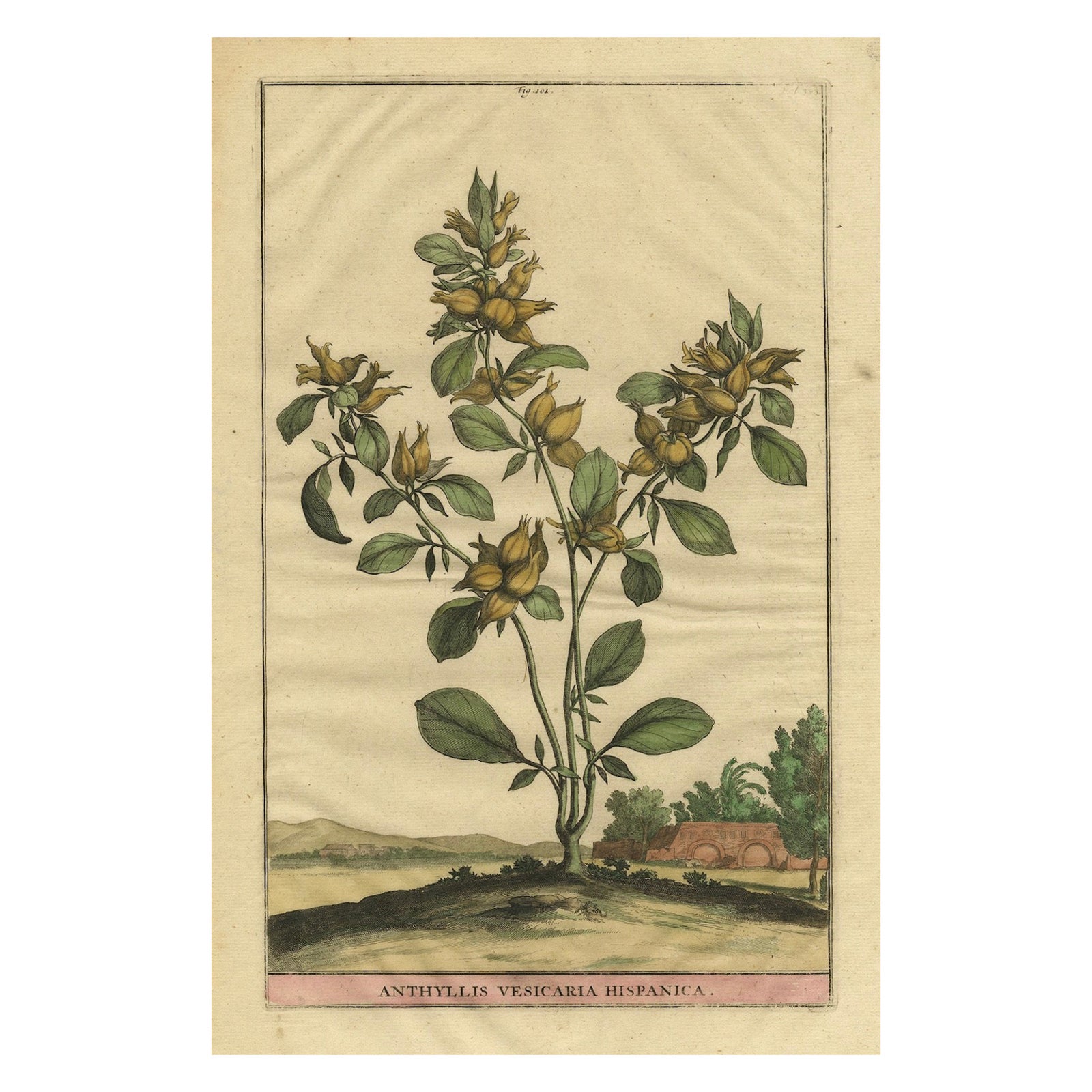 Botanical Illustration of Spanish Kidney Vetch, from Munting’s 1696 Herbal