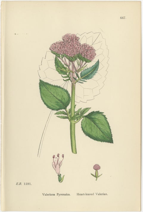 Set of 10 English Botanical Prints 1902, Valerian & Lamb’s-Lettuce, view 7