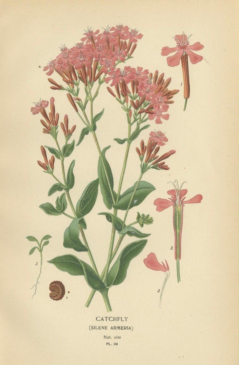 Victorian Botanical Elegance: A Triptych of Edward Step's Floral Masterpiece, close-up 3