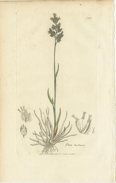 Set of 8 Antique Botanical Prints, Poa Grasses: Meadowgrass & Bluegrass ca.1830, view 9