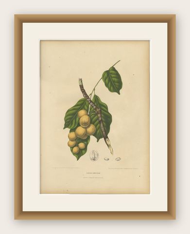 Original Antique Botanical Chromolithograph of the Asian Fruit Langsat, c.1880, shown framed
