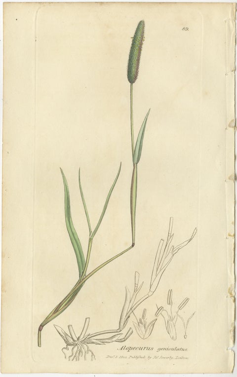 Antique Botanical Engravings of Meadow Foxtail, Polypogon & Agrostis, c.1830, view 2