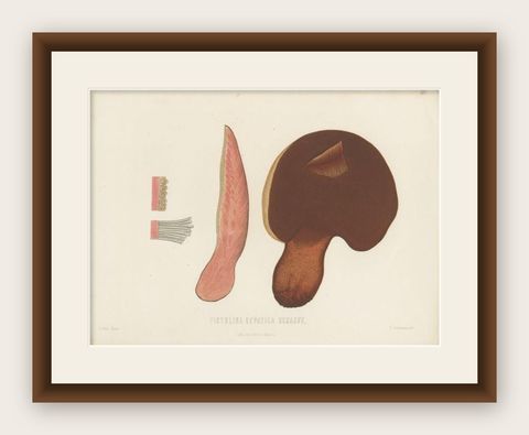 Antique Mycology Print of the Beefsteak Fungus by Fries, c.1860, shown framed