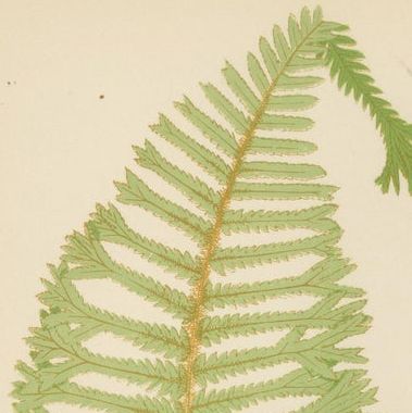 Antique Hand-Colored Fern Prints, Aspidium Filix-Mas Series, Botanical Art 1868, close-up 1