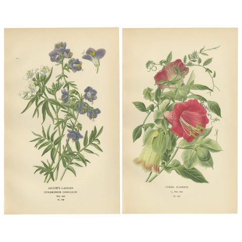 1897 Botanical Prints, Jacob’s Ladder and Cup-and-Saucer Vine