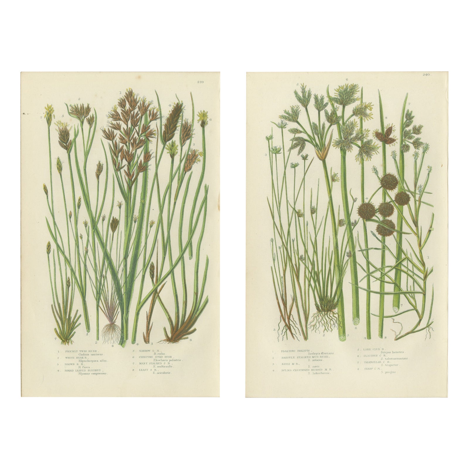 Sea Spleenwort and Green Spleenwort Ferns, Antique Botanical Prints, 1873