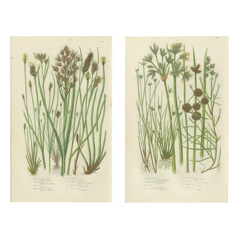 Sea Spleenwort and Green Spleenwort Ferns, Antique Botanical Prints, 1873