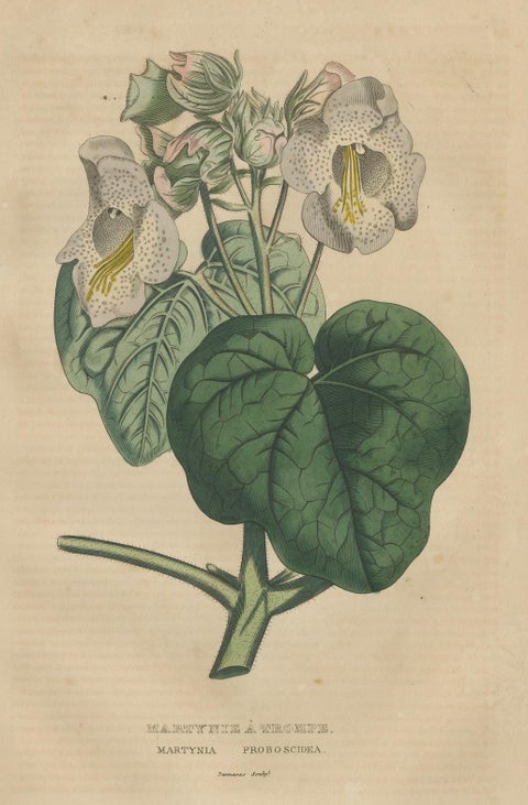 Martynia Proboscidea (Unicorn Plant), Hand-Colored Botanical Engraving, ca.1825, close-up 5