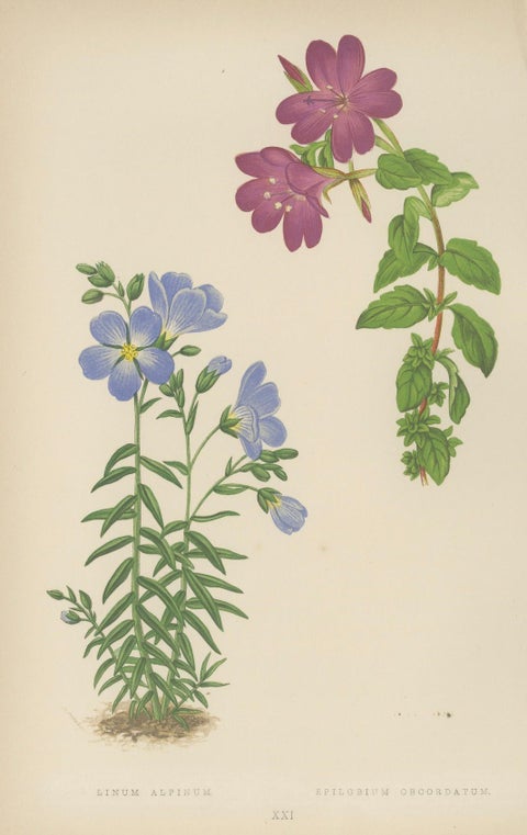 Victorian Triptych of Alpine Flowers from Alpine Plants by David Wooster 1874, close-up 1