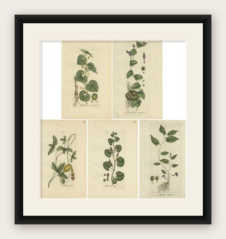 Set of 5 Antique Botany Prints, Aristolochia Species, shown framed