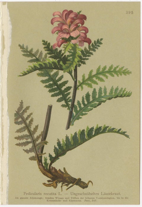 Antique Pedicularis Botanical Chromolithographs, Set of 3, Germany 1897, view 5